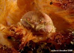 Taken in Manado - can anyone ID me? by David Henshaw 